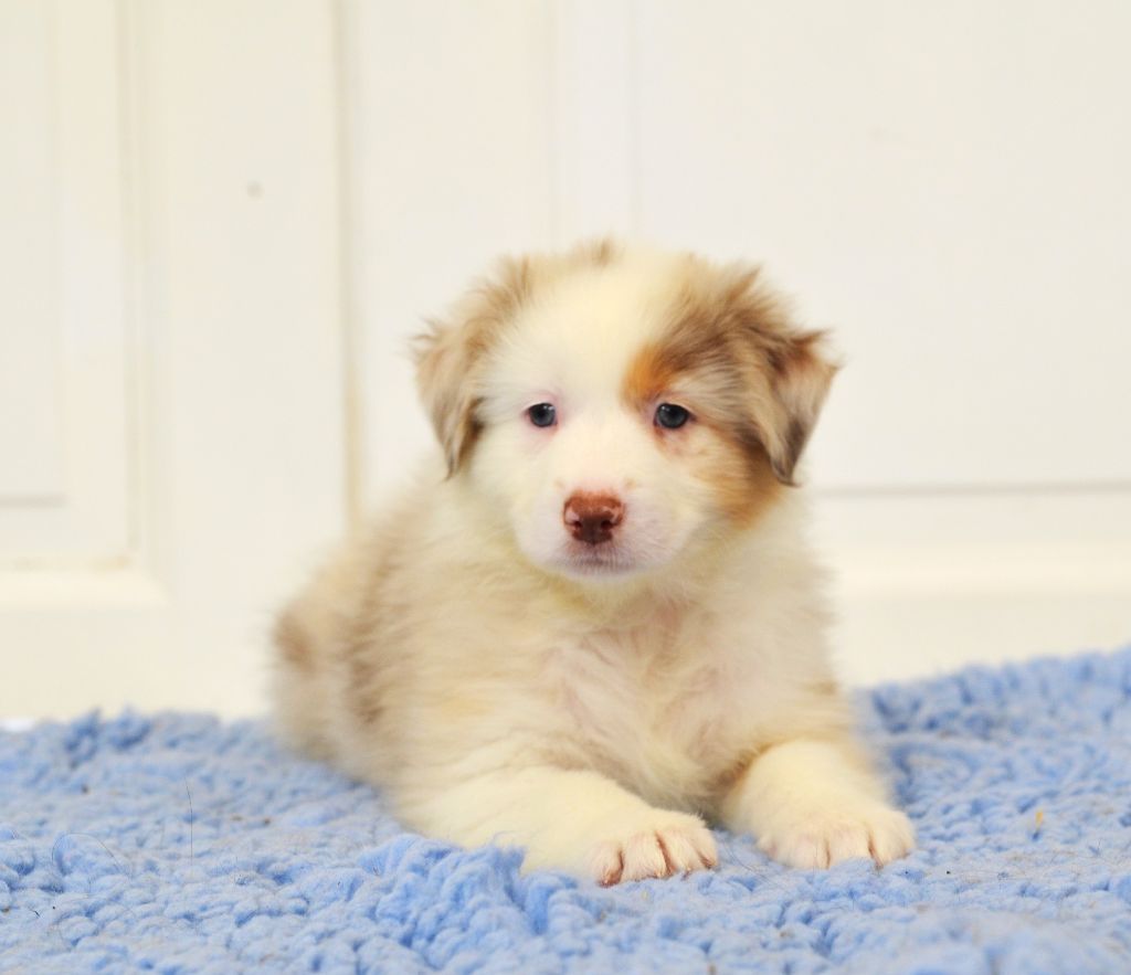 Opal Aussie - Chiots disponibles - Berger Australien