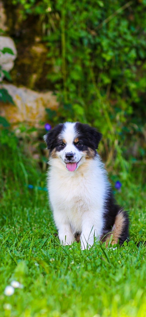 Opal Aussie - Chiots disponibles - Berger Australien
