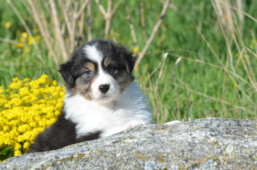 Opal Aussie - Chiots disponibles - Berger Australien