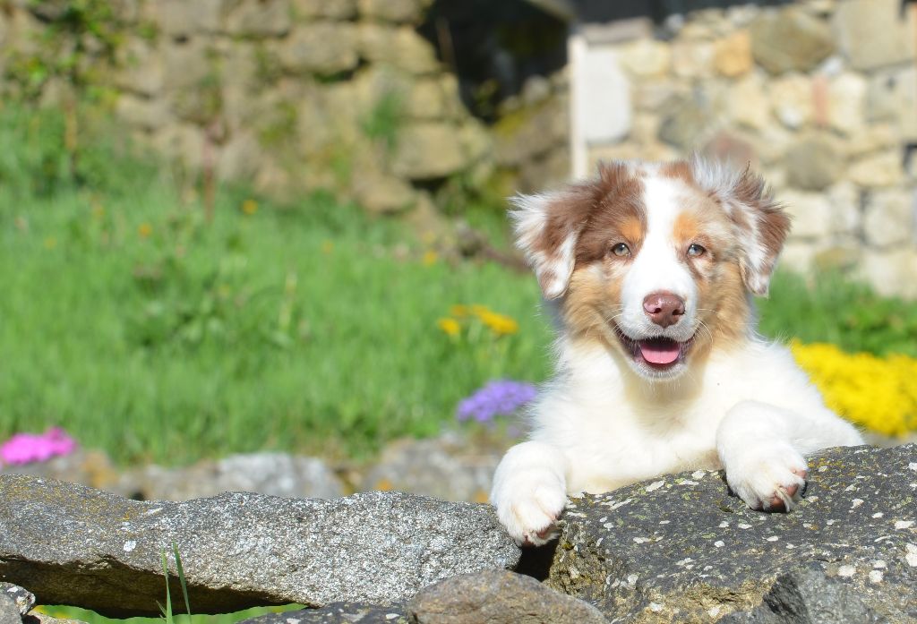 Opal Aussie - Chiots disponibles - Berger Australien